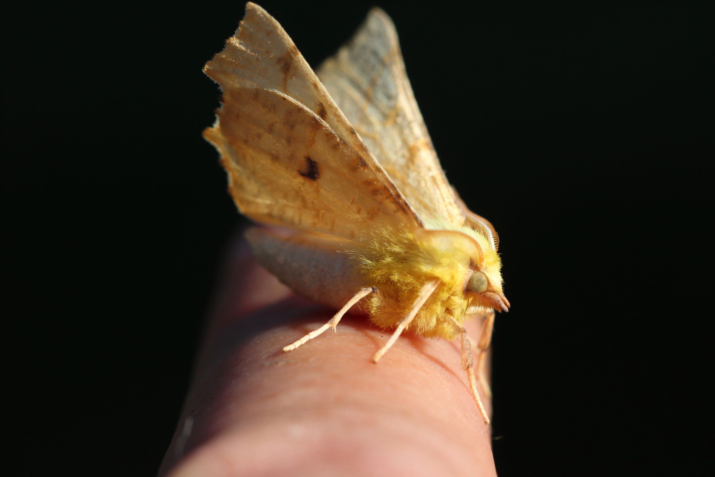 Photo of Canary-shouldered Thorn (Ennomos alniaria)